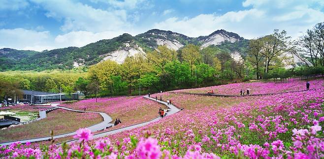 철쭉동산 전경 [노원구 제공. 재판매 및 DB 금지]