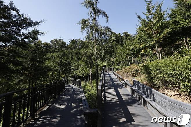 서울 은평구가 편백 무장애숲길을 9.8km로 확대 조성한다.(은평구 제공)