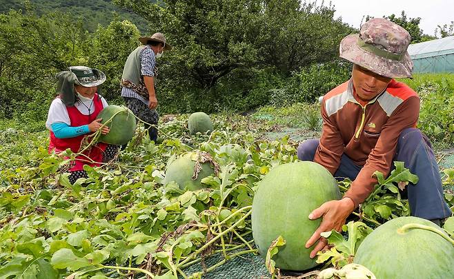 농부들이 광주의 특산품인 무등산 수박을 들어보이고 있다./김영근 기자
