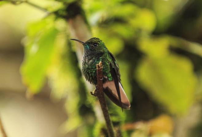 멸종위기에 처한 대표적인 생물 벌새. 게티이미지뱅크