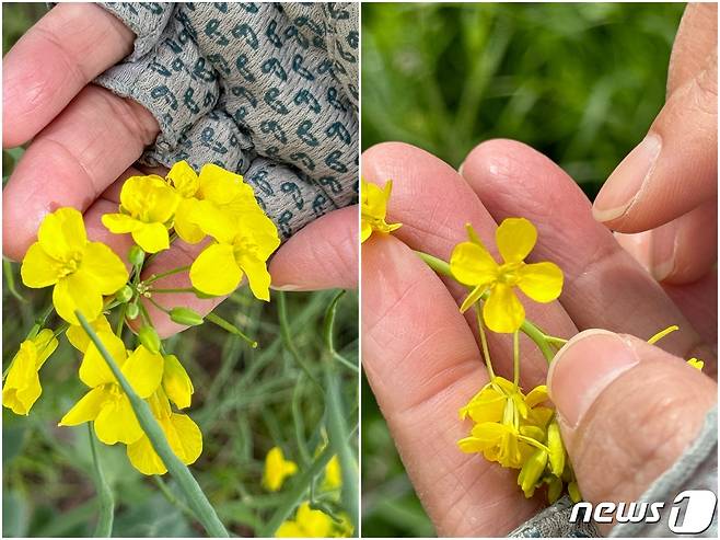 유채꽃(왼쪽)은 꽃잎이 모아져 있고, 갓꽃(오른쪽)은 꽃잎이 떨어져 있다. 2024.4.17/뉴스1 ⓒ News1 김세은 기자