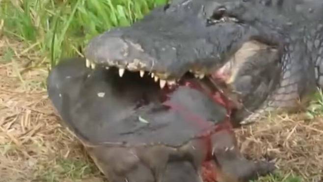 등딱지도 쉽게 부숴버리는 악어에게 등딱지가 부드러운 자라는 쉽게 먹을 수 있는 별미다. 자라의 등딱지에서 피가 흐르고 있다./Life of Crocodile Youtube 캡처