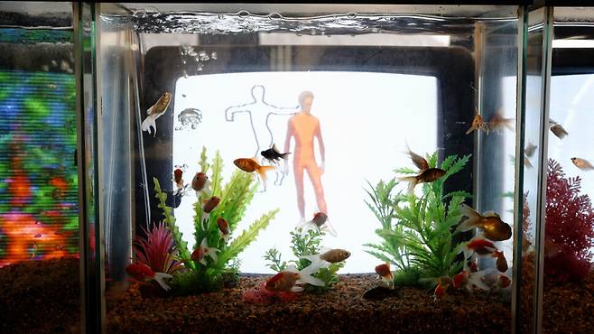 백남준이 24대의 텔레비전과 물고기를 이용해 제작한 ‘TV 물고기’(1975). 박승연 피디