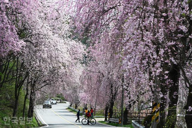 거창 병곡마을 능수벚꽃길에서 여행객이 늦은 봄 정취를 만끽하고 있다.