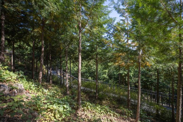 서울시 은평구 봉산에 조성된 편백나무숲과 무장애 숲길. 은평구 제공