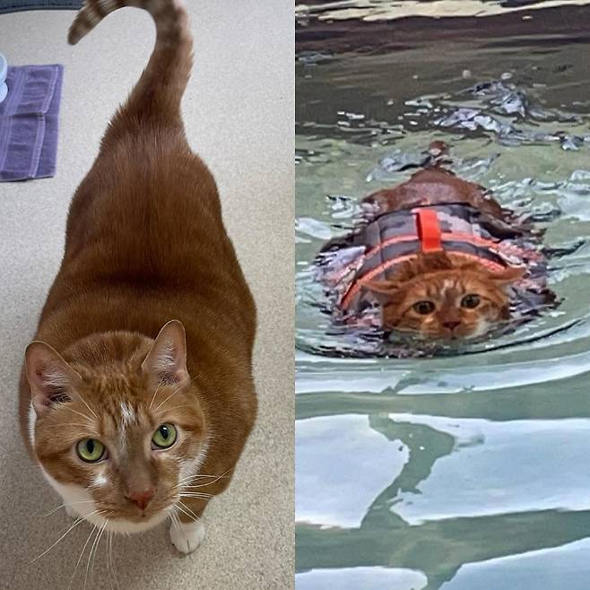 고양이 티와이(Ty)는 수영을 통해 몸무게를 1.5kg 감량했다. 오른쪽 사진은 티와이가 수영을 하는 모습./사진='VANDERBURGH HUMANE SOCIETY' 페이스북 캡처