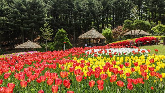 봄꽃으로 화려하게 단장한 용인특례시 농촌테마파크 전경. [사진=용인특례시]