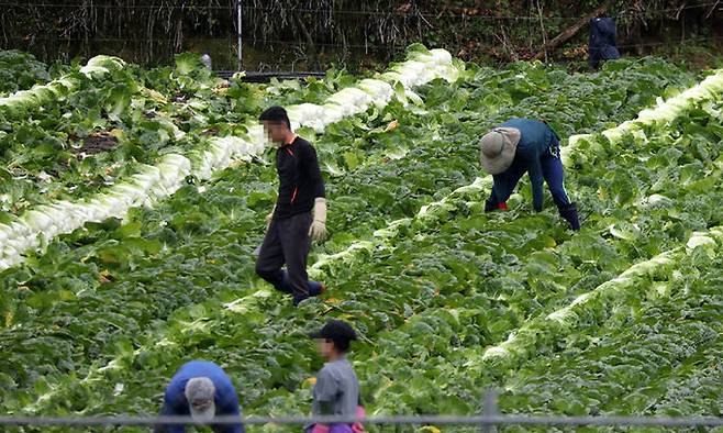 강원도의 한 고랭지 밭에서 외국인 노동자들이 배추 수확을 서두르고 있다. 연합뉴스