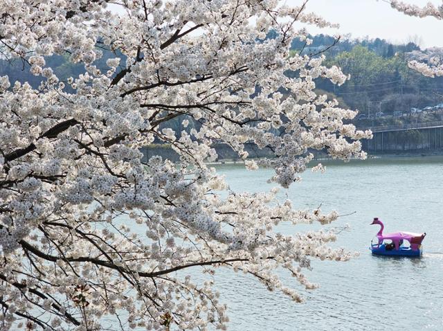 전국 곳곳에 봄기운이 가득했던 지난 7일 강원 춘천시 의암호 일원에 만발한 벚꽃 사이로 시민들이 오리배를 타며 주말을 만끽하고 있다. 연합뉴스