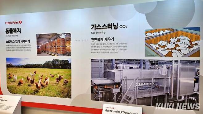 이산화탄소를 사용해 닭을 편안하게 재우는 ‘가스스터닝’. 사진=김건주 기자