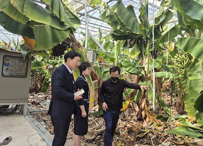 사진=조은주 상무(왼쪽에서 두번째) 가 바나나 재배환경에 대한 설명을 듣고있다. 농협중앙회 제공