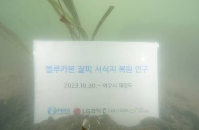 블루카본 잘비 서식지 복원 연구 [LG화학·한국사산자원공단 제공. 재판매 및 DB 금지]