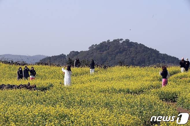 지난 1월8일 오후 제주 서귀포시 성산읍 성산일출봉 인근 유채꽃밭에서 관광객들이 이른 봄 정취를 즐기고 있다.2023.1.8/뉴스1 ⓒ News1 고동명 기자