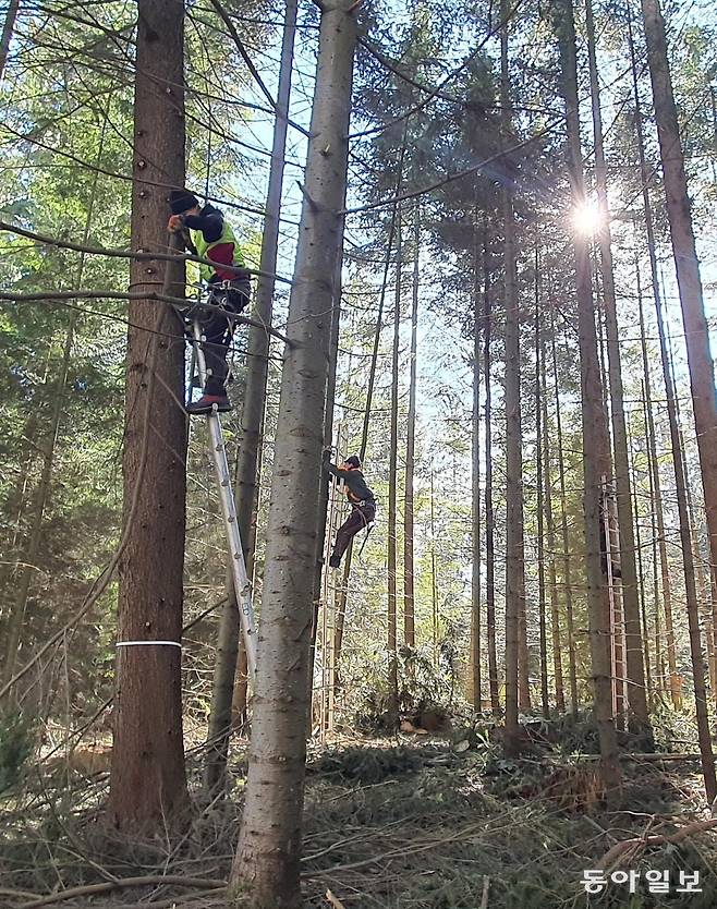 독일 바이에른주 뮌헨시 외곽 지역에 있는 프라이징 숲에서 지난달 25일(현지 시간) 10, 20대 청년들이 산림 관리 훈련을 받기 위해 나무에 오르고 있다. 프라이징=조은아 특파원 achim@donga.com