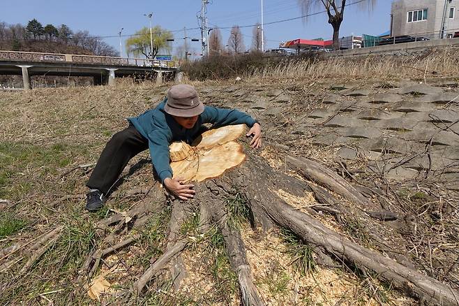 2024년 3월15일 보름 전 전주시가 베어낸 ‘전주천 버드나무’ 밑동을 이정현 전북환경운동연합 대표가 끌어안았다. 김양진 기자