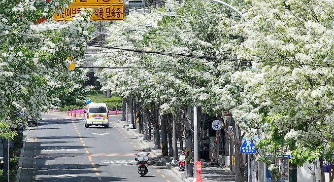 봄의 마지막 절기 곡우(穀雨)인 19일 대구 남구 대명동 한 도로에 초여름 시작을 알리는 이팝나무꽃이 피어있다. [연합]