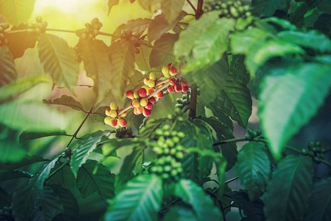 아라비카 커피 열매의 모습이다. 게티이미지뱅크 제공.