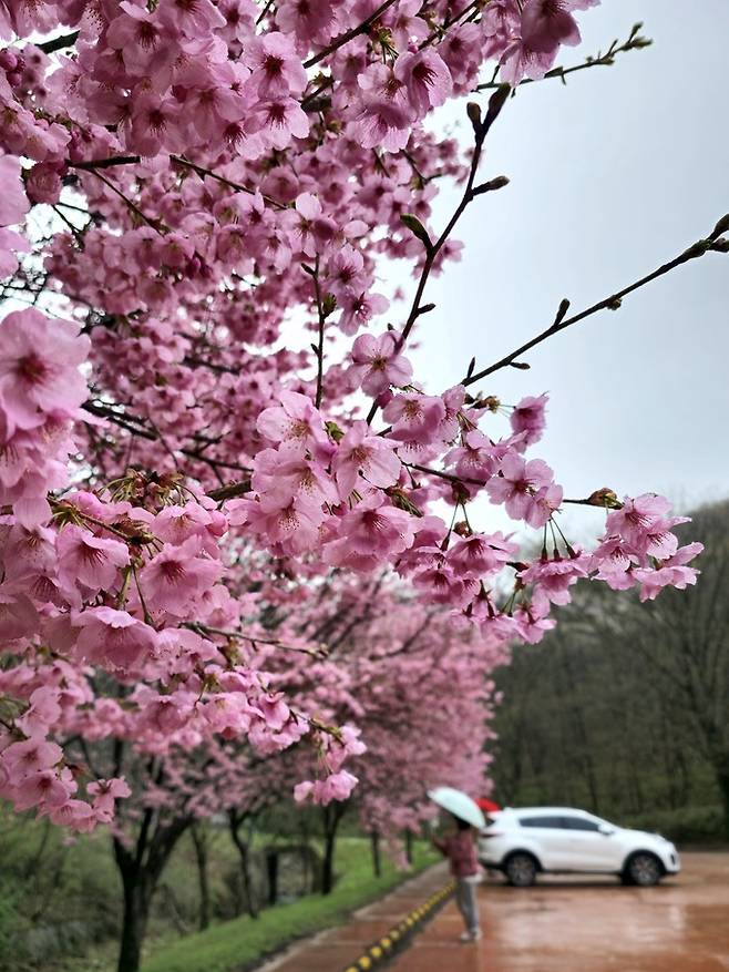 화암사 주차장 벚꽃.