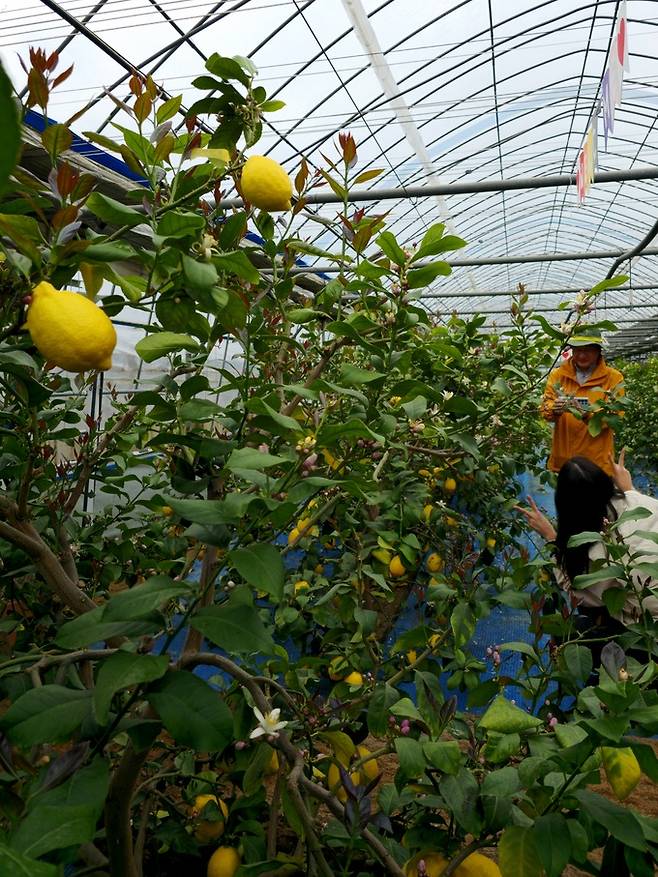 본앤하이리 레몬 농장.