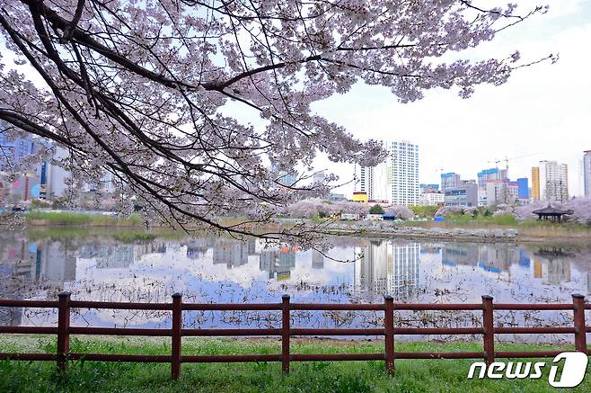광주 서구 운천저수지에 벚꽃이 만개해 있다. 2024.4.5/뉴스1 ⓒ News1 이승현 기자