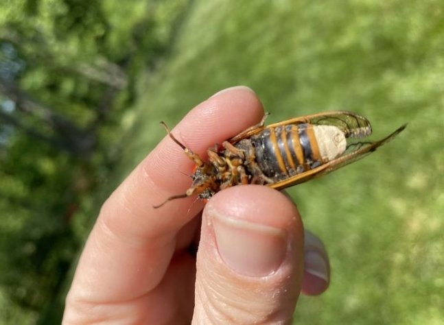 지난 20일(현지시각) 워싱턴포스트에 따르면 곤충학자들은 올봄과 여름 미국 루이지애나, 미시시피, 메릴랜드, 조지아 등에서 두 무리의 매미 떼가 등장할 예정이다. (사진=워싱턴포스트). 뉴시스