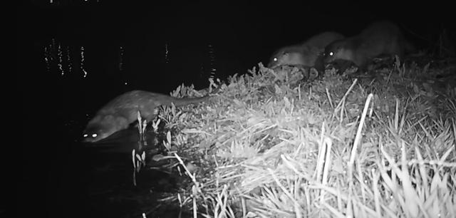지난 2일 울산 울주군 온양읍 망양리 회야강에서 수달 3마리가 헤엄치고 있다. 울산시 제공