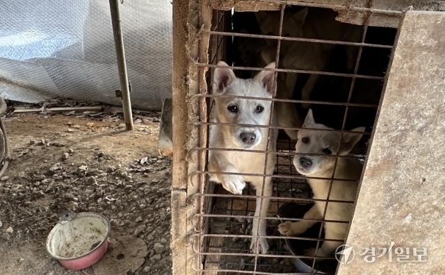 용인의 한 개농장에서 생후 2개월 된 개들이 뜬장에 갇혀 있다. 오종민기자