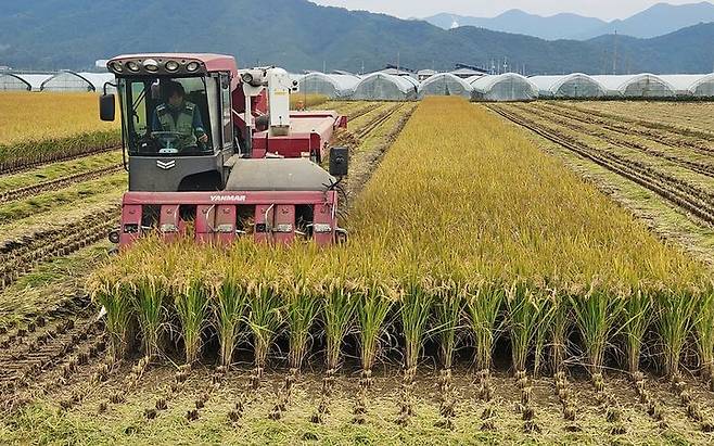[진천=뉴시스] 쌀가루 전용 품종 바로미2 수확. (사진=진천군 제공) photo@newsis.com *재판매 및 DB 금지