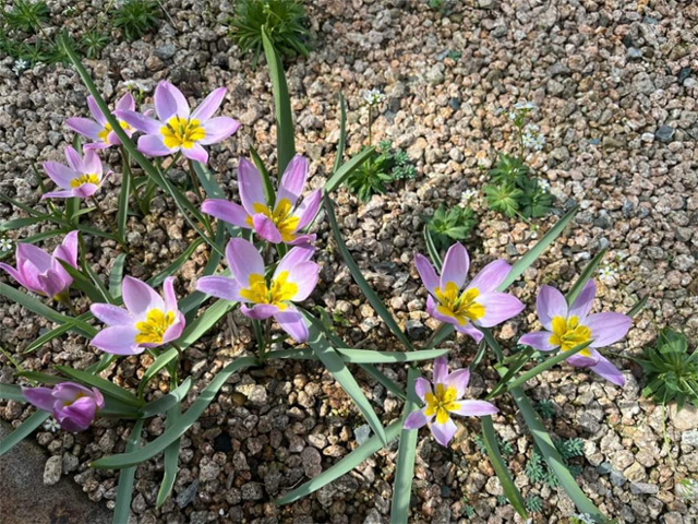 국립백두대간수목원 알파인하우스 보전중인 튤립 원종 ⓒ고경찬