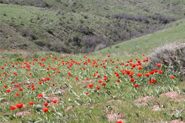 중앙아시아 텐산산맥에서 자라고 있는 야생 튤립 ⓒ국립수목원