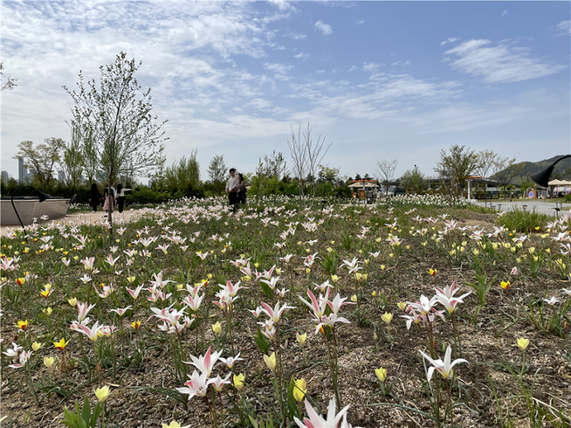 국립세종수목원에 심겨진 튤립원종 ⓒ김성실