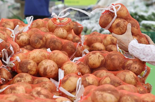 서울의 한 대형마트에서 시민이 양파를 고르고 있다. [연합]