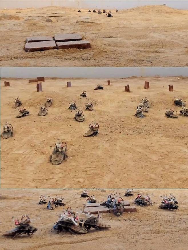 사이보그 바퀴벌레들이 모래 언덕을 지나 목표 지점인 나무판을 향해 달려오는 모습.  바퀴벌레들은 목표 지점에 대한 정보를 가진 리더를 따라 이동했다. 도중에 장애물을 만나면 본능적으로 피하고, 넘어지거나 구덩이에 빠지면 동료의 도움을 받아 극복했다./싱가포르 난양공대