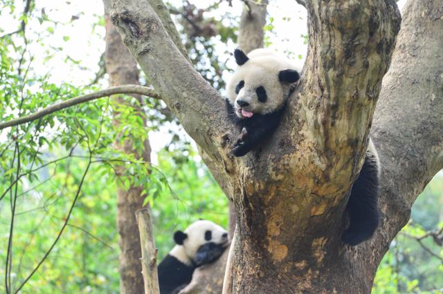 중국 쓰촨성 청두의 한 동물원에서 판다 두 마리가 나무에 올라가 있다. 청두=AFP 연합뉴스