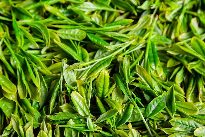 녹차, 해조류 등과 같은 식품을 챙겨 먹으면 체내 독소 배출에 도움이 된다./사진=클립아트코리아