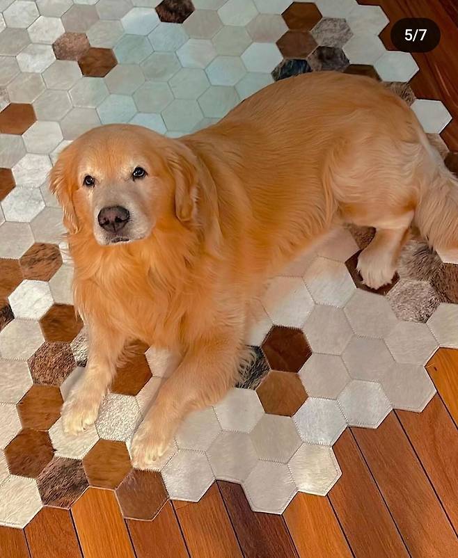 사망한 골든리트리버 조카(Joca)/사진=주앙 판타치니 인스타그램 캡처