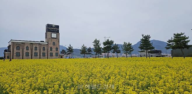 법성포의 유채밭