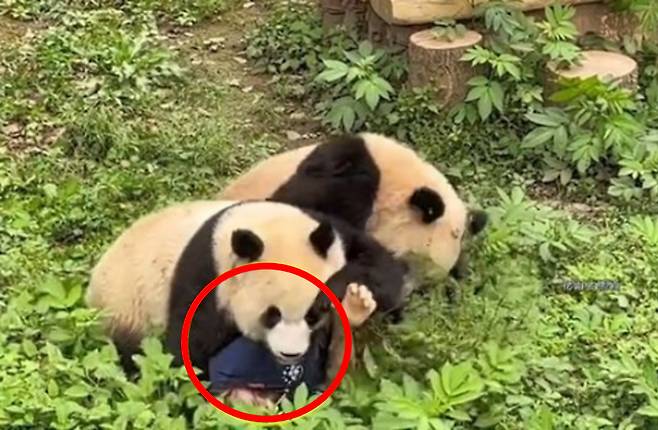 중국의 한 동물원에서 판다 두 마리가 사육사를 덮쳐 깔아 뭉개는 모습. [웨이보]