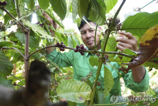 지난 2월 1일(현지시간) 베트남 중부 닥락성의 한 커피 농가에서 농부가 커피 나무를 살펴보고 있다. 연합뉴스