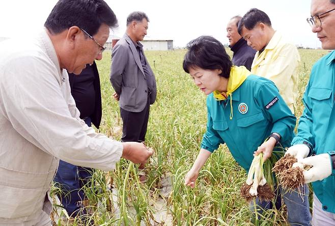 오늘(28일) 오전 제주 대정읍 마늘 재배 현장을 둘러보는 김애숙 제주도 부지사(사진 가운데 오른쪽, 제주도 제공)