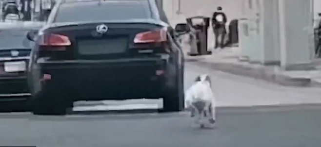 미국의 한 도로에서 반려견을 버린 주인이 차량을 몰고 떠나버리는 모습이 촬영됐다. 버려진 개는 떠나는 주인의 차를 필사적으로 쫓아갔다. [사진출처=SNS 캡처]