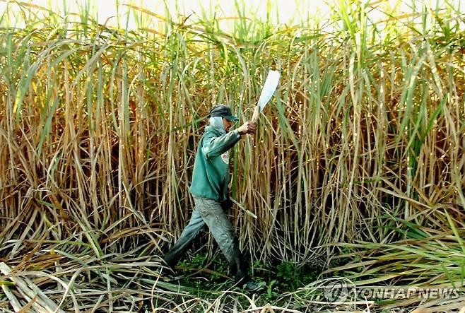 아르헨티나 사탕수수 수확 [연합뉴스 자료 사진]