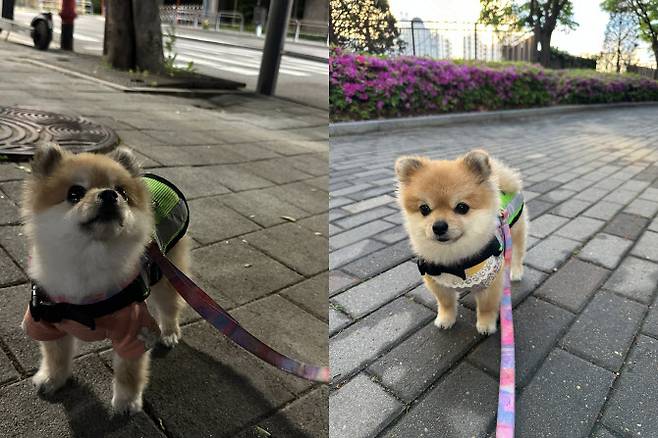 성동구 반려견 순찰대 ‘호두’ (사진=정원오 성동구청장 엑스)