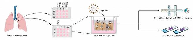 코로나바이러스의 종류별 감염 전략을 비교하는 연구 과정을 나타낸 그림. IBS 제공