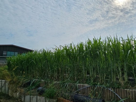 경기도의 한 체험농장에서 재배 중인 사탕수수. 사진 제주도 서부농업기술센터