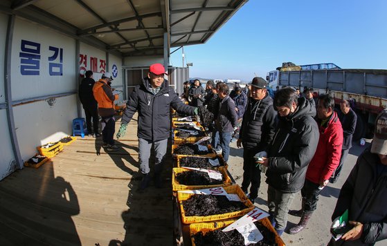 충남 서천의 김 경매장에서 물김 경매가 이뤄지고 있다. [사진 충남도]