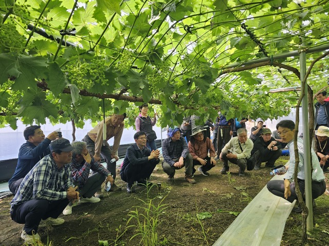 대전원예농협이 26일 연 고품질 포도 생산을 위한 현장 교육에서 참석자들이 강사의 설명을 유심히 듣고 있다.