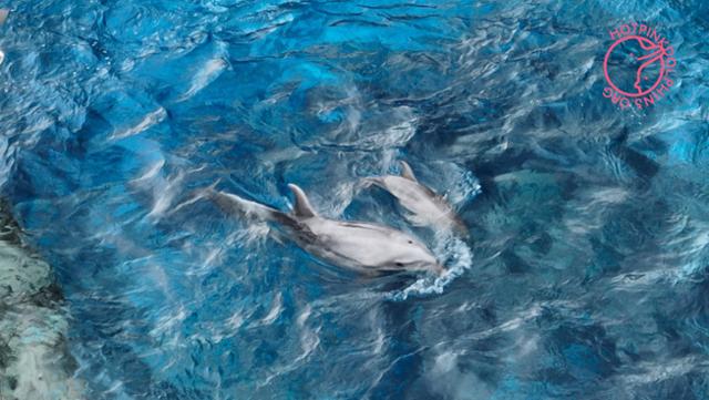 지난달22일 핫핑크돌핀스가 거제씨월드에서 무인기(드론)로 촬영한 큰돌고래 '아랑'과 새끼 돌고래. 핫핑크돌핀스 제공