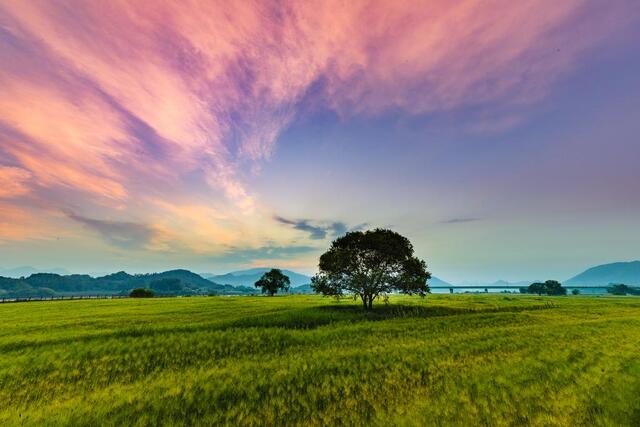 경남 함안 강나루 생태공원의 보리밭의 아침. 경남도 제공