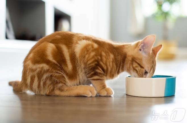 사료 먹는 고양이(사진 이미지투데이) ⓒ 뉴스1